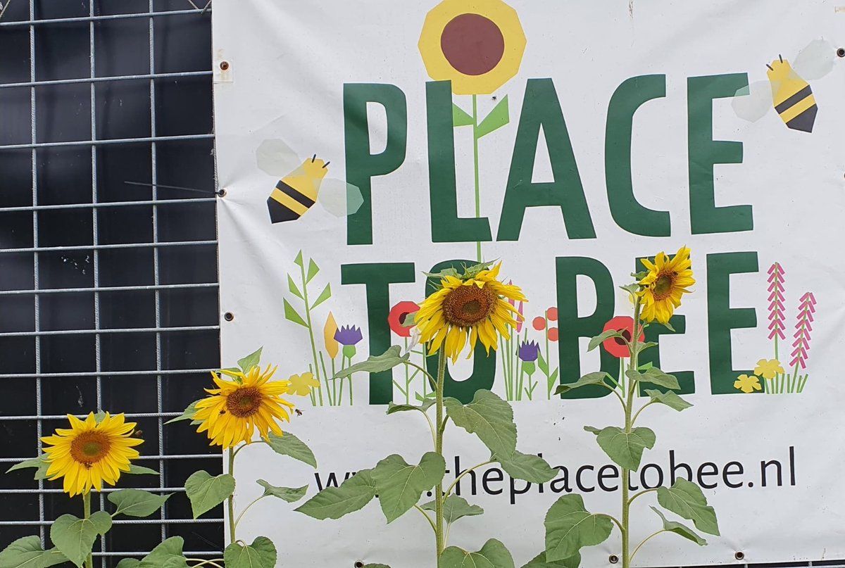 PlacetoBeeLTO's tweet photo. De #zonnebloem 🌻 zit zeker in de #bloeiboog voor de #bestuivers bij onze #PlacetoBee boeren en tuinders 👩‍🌾👨‍🌾. Belangrijke voedselbron in augustus voor #wildebijen 🐝  #hommels 🐝 #zweefvliegen 🐝 én mooi om te zien 🌞😎 #biodiversiteit 
#fot_O_ktober #fotochallenge https://t.co/ipFUehQ2fw