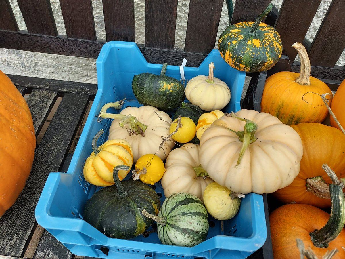 Harvested yesterday and this morning from our allotment garden at home and the allotment 😊 @TheMontyDon #GardenersWorld #allotment #grownfromseed #growyourown #harvest #pumpkins #gourds #squashes @GYOmag @DTBrownSeeds #allotmentuk #follow #like