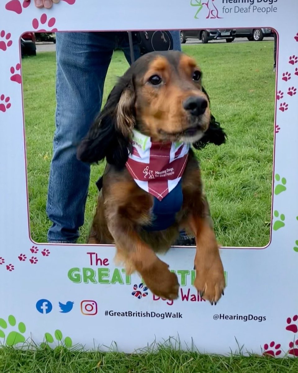 Today we took part in the #GreatBritishDogWalk in aid of <a href="/HearingDogs/">Hearing Dogs for Deaf People</a> - what a brilliant cause and well-run event