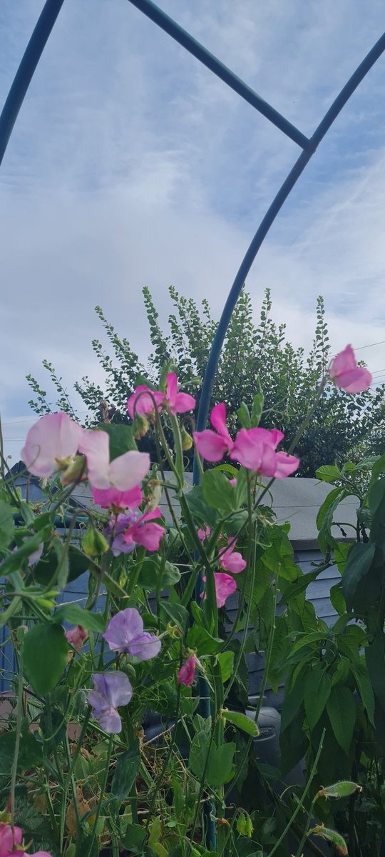 Luluelz's tweet photo. @GWandShows 2nd October and we still have some beautiful sweet peas! https://t.co/6o8PqbagHP