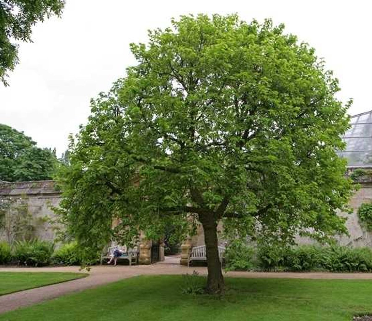 JamesMartinSJ's tweet photo. Gospel: Today Jesus tells his disciples that if they had faith the size of a (tiny) mustard seed (implying that they don't) that if they told a mulberry tree to be uprooted and planted in the sea, it would obey (Lk 17). Did he really mean this?... https://t.co/g84RHEw9n5