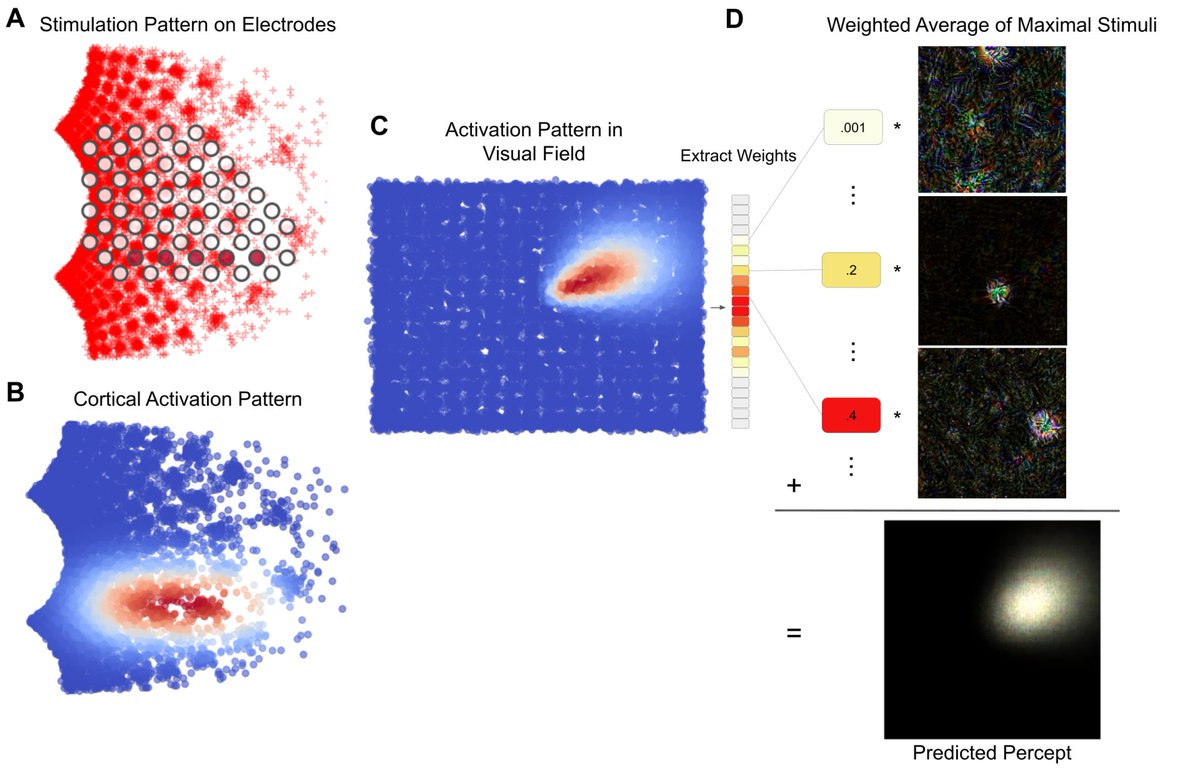 seeingwithsound's tweet photo. Adapting brain-like neural networks for modeling cortical visual prostheses https://t.co/pZeKeiqUe2 by @jacob_granley, Alexander Riedel and @ProfBeyeler; "accurately predicting the visual percepts resulting from stimulation is an open challenge" https://t.co/ANug8CfrFI