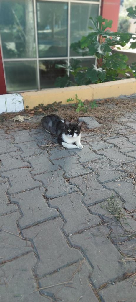 iucpatileri's tweet photo. Yağmurlar da başladı, hala mamamız az.. Bize profilimizdeki linkten mama bağışı yapar mısınız? Unutmayın, kampüs uzaktan göründüğü gibi cennet değil.. https://t.co/c1O3K3s7DD