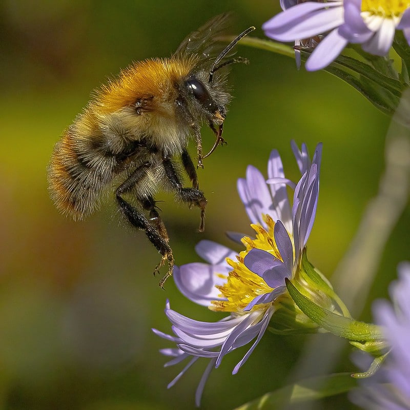 Let's have a bees up