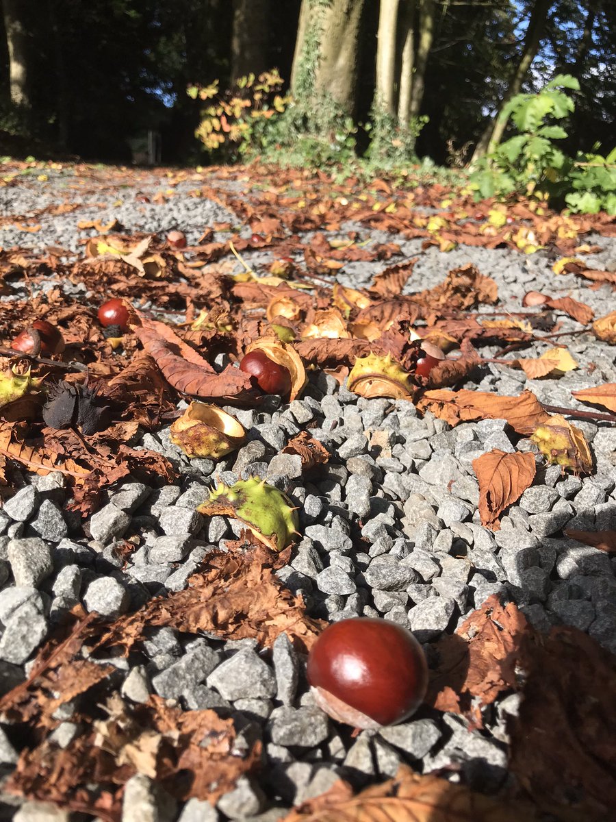 The urge to pick up conkers and put them in my pocket has never really gone away…