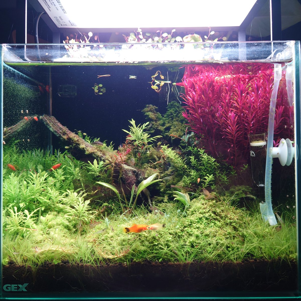 激安買取相場 轟様専用水槽 魚用品 水草