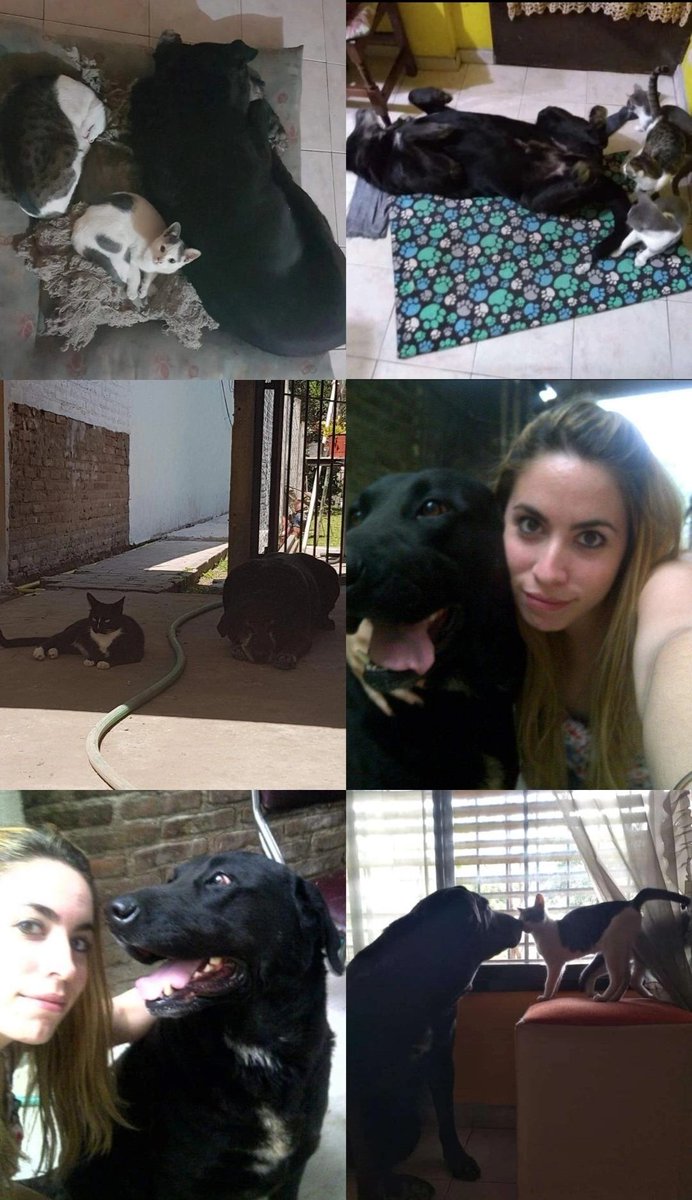 florcitablanco's tweet photo. Qué horrible sensación salir al patio y no ver más a tu perro ni escuchar sus ruidos. Qué difícil después de 15 años saber que no lo vas a ver más ni va a estar ahí esperándote al llegar a casa. Te amo por siempre Bruno 💖💖💖 https://t.co/EUvELgFX6c