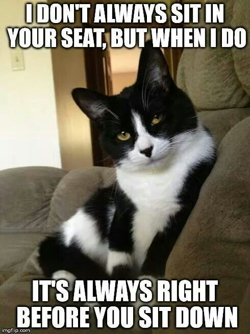 PattiUSBLUE's tweet photo. #Cattruth

Catch you later friends, my seat has been taken. https://t.co/qTx8FBePls