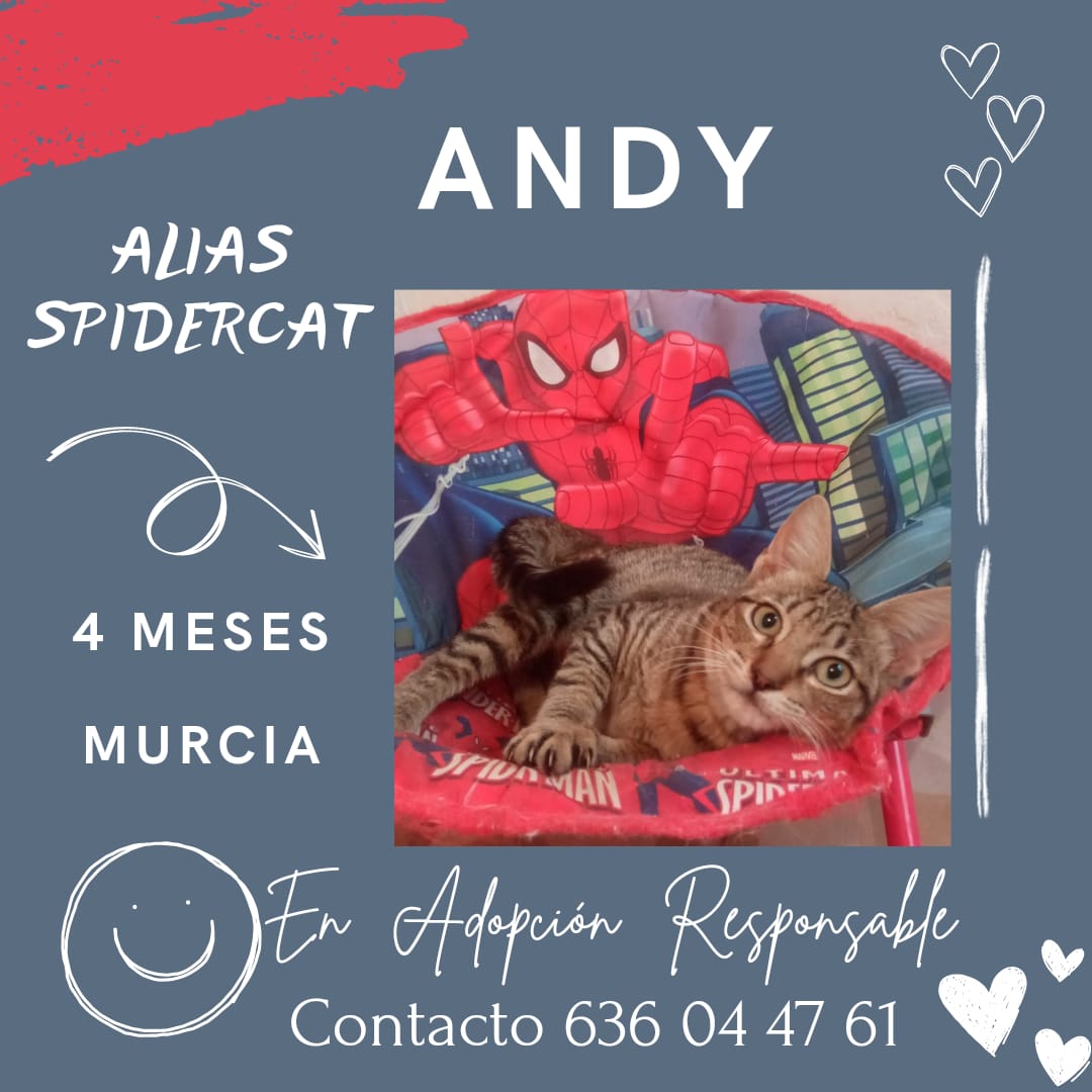 📣Adopción📣
Andy de 4 meses busca familia.
Está en Murcia y nos piden difusión para una adopción responsable.
☎️Contacto 636 04 47 61
