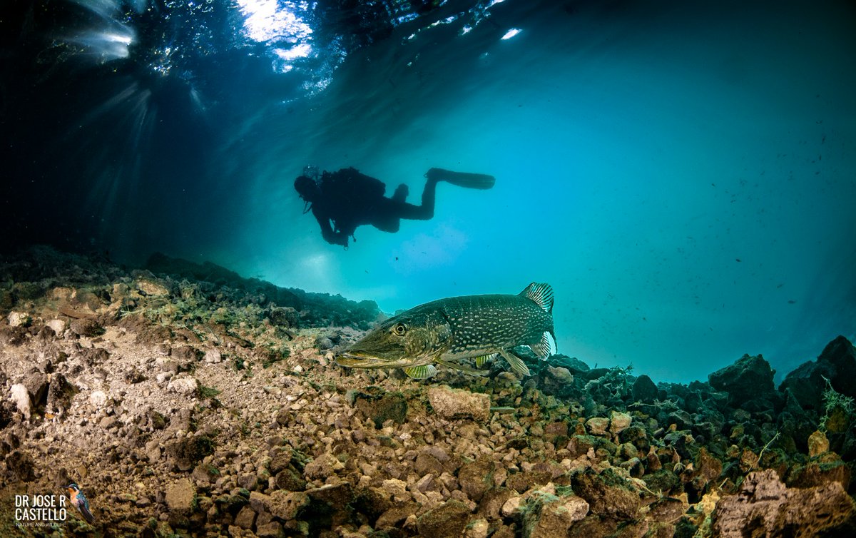🐠El pasado fin de semana nos sumergimos bajo las lagunas de Ruidera de la mano de Daniel Salgado y <a href="/jpplazapozo/">Juan Pablo Plaza</a> 
📝fonamad.org/31ofif-buceo-e…
📸 <a href="/doctor_castello/">Dr. Jose R. Castello</a>