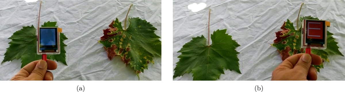MWNautilus's tweet photo. Useful for my #ChiliLab: A low-cost, low-power #OpenSource CNN-based image detector for #plant #leaf #diseases classification:
-based on the #OpenMV Cam H7 Plus
https://t.co/gidwaoHAAc
#DIYbio #plants #horticulture #TensorFlow #imaging https://t.co/ef0n4adnGN