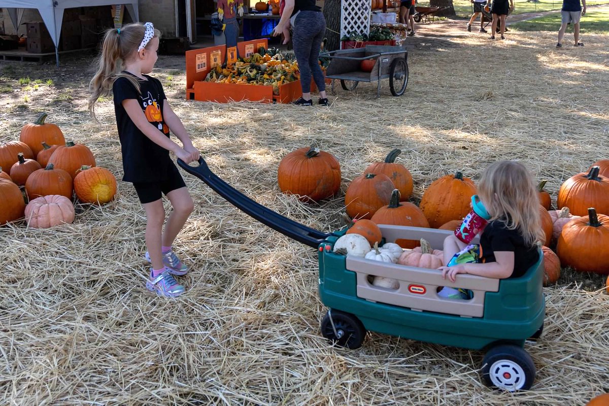 rejoicecoppell's tweet photo. 6 days until the Rejoice Pumpkin Patch is open for business!
Sign-up to run the patch: https://t.co/CCpwvVDdhi
•
#rejoicelife #rejoicecoppell #pumpkinscoppell #pumpkinpatch #coppellpumpkinpatch #coppellpumpkins #coppelltx #dfwpumpkinpatch #dfwpumpkins #volunteercoppell https://t.co/fRidScOlMs