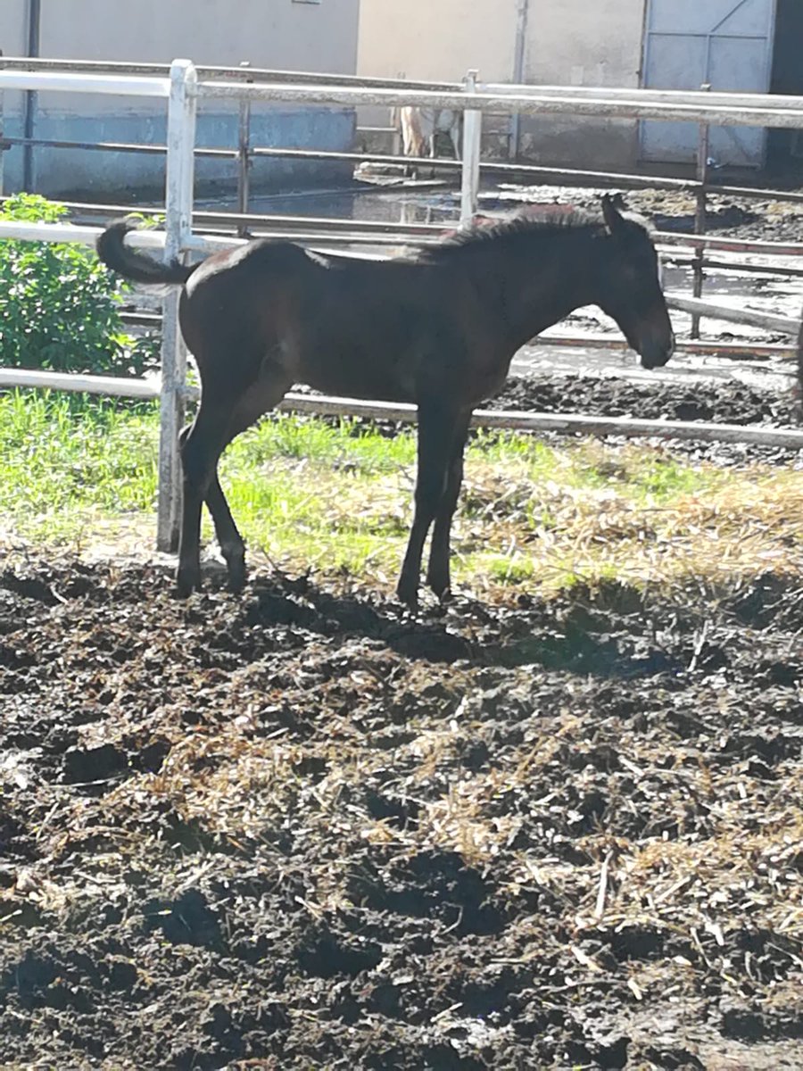 #AppiaDay2022 
437 ingressi stamattina al circuito archeologico dell’antica Capua.
96 al Centro Regionale Incremento Ippico 
e in tantissimi hanno affollato i vari eventi di questa giornata.
✍️✍️Vi proponiamo una photogallery di cui ringraziamo Ciò che vedo in città - SMCV
