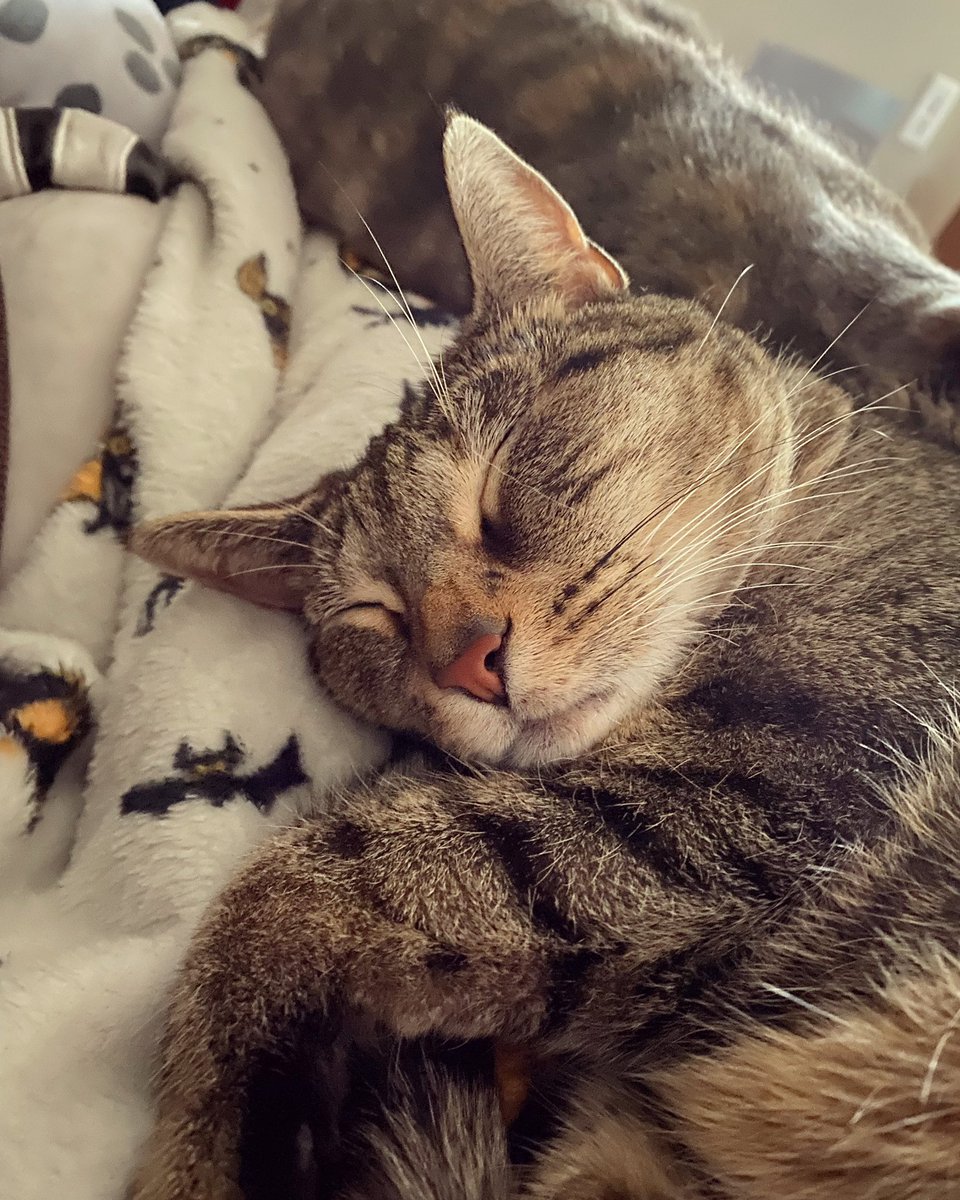 PonacoPuck's tweet photo. Sunday snuggles #cat #CatsOfTwitter https://t.co/J2AQ3EHqLT