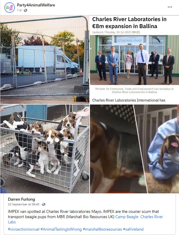 AnimalPartyIE's tweet photo. IMPEX van spotted at Charles River labs @CRiverLabs Mayo. IMPEX are the courier scum that transport beagle pups from MBR (Marshall Bio Resources UK) Camp Beagle Charles River Labs
#vivisectioniscruel #AnimalTestingIsWrong #marshallbioresources #safrireland
#bananimaltesting https://t.co/rWYIEcXeKV