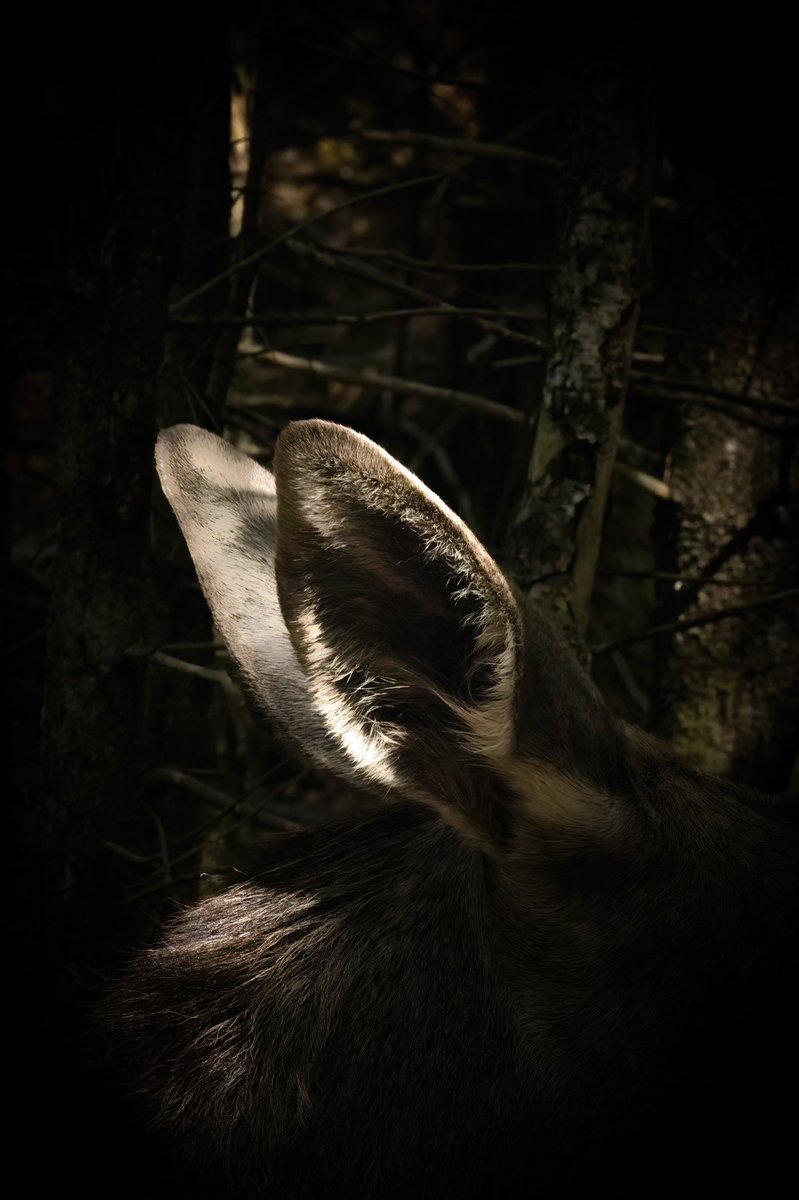 VincentPi3terse's tweet photo. These satellite dishes make it difficult for predators to sneak up on this mooseπ‘ πΊ
β’
β’
β’
#moose #mooseears #deer #animals #animal #animalphotography #wildlife #wildlifeonearth #wildlifephotography #wildlifeplanet #nature #naturephotography #naturelover #naturelovers https://t.co/TcXgfTvdy9