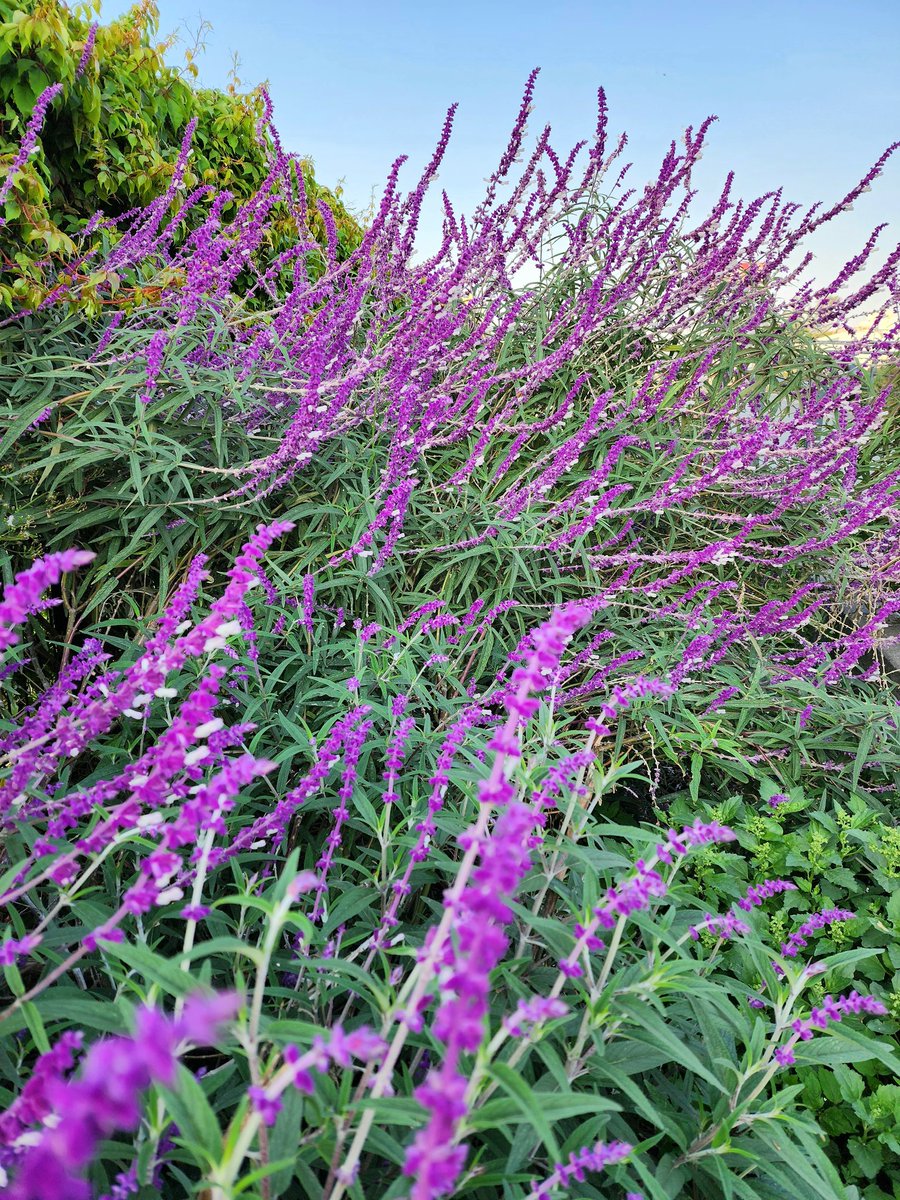 mmabundis's tweet photo. Buenos dias
 
#Colores
#FelizDomingo 
#YoAmoCDMX
#EcoDuctoRiodelaPiedad https://t.co/fIEEhialMO