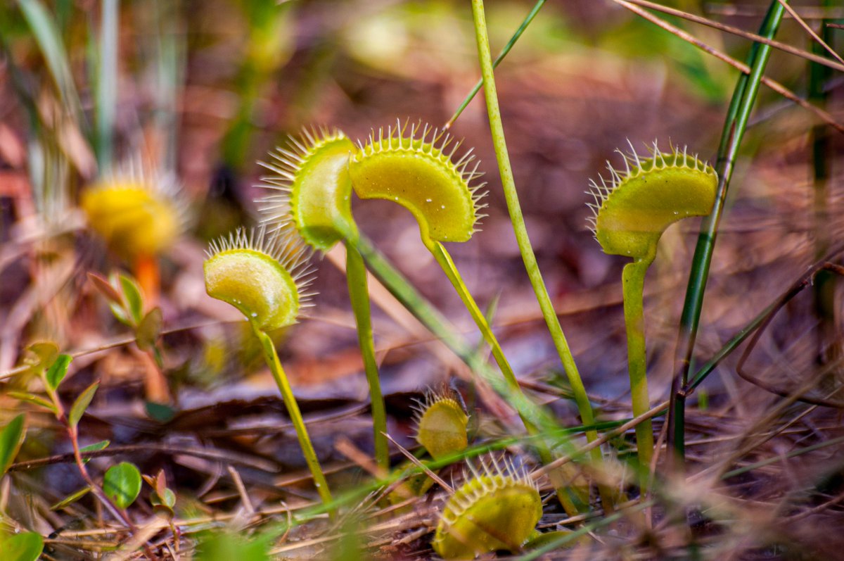 A sight most don't see every day: a Venus Flytrap in its native habitat. Their global distribution is restricted to SE North Carolina and far NE South Carolina. The species is threatened with extinction in the wild due to development, poaching pressure, and fire suppression.