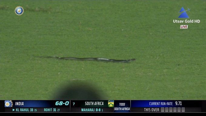 Snake in India SA T20 match