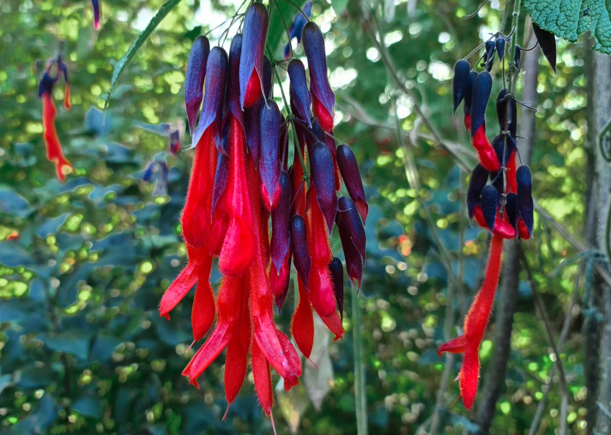 christophhowell's tweet photo. Salvia dombeyi (giant Bolivian sage) is native to Peru and Bolivia. This has the largest known flowers of the salvia genus. Borderline hardy here in the midlands but slow to recover in summer, so best to take it in over winter. https://t.co/0cr9Upgw0u