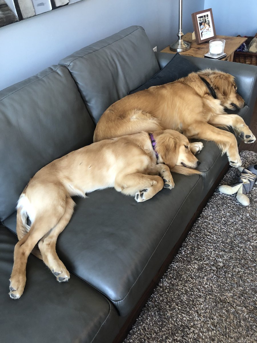 Benson & Bowie aka The Beans tweet media