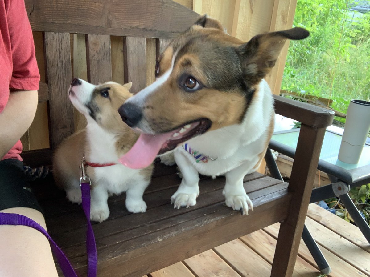 Crazie_GoatLady's tweet photo. @GeminiTayMC I’f I wasn’t provinces away I’d ask if your puppy would like a play date with some corgis  ❤️ https://t.co/utMvZL5Rze
