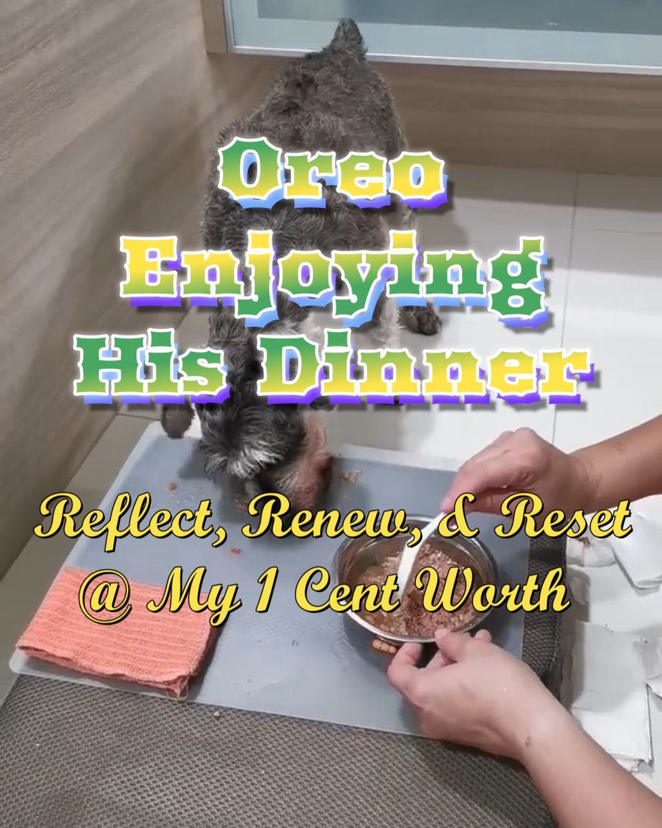 My_1_Cent_Worth's tweet photo. Oreo enjoying his dinner #shorts https://t.co/h2fsS2BloR via @YouTube #my1centworth #shorts #OreoTheSchnauzer #OreoTheSingingDog #OreoTheYouTubeDog #doglover #doglovers #dogvideo #dogvideos #dogs #dogvideo #tiktokdogs #dyingdog #sickdog #weakdog https://t.co/tDJohGtm4F