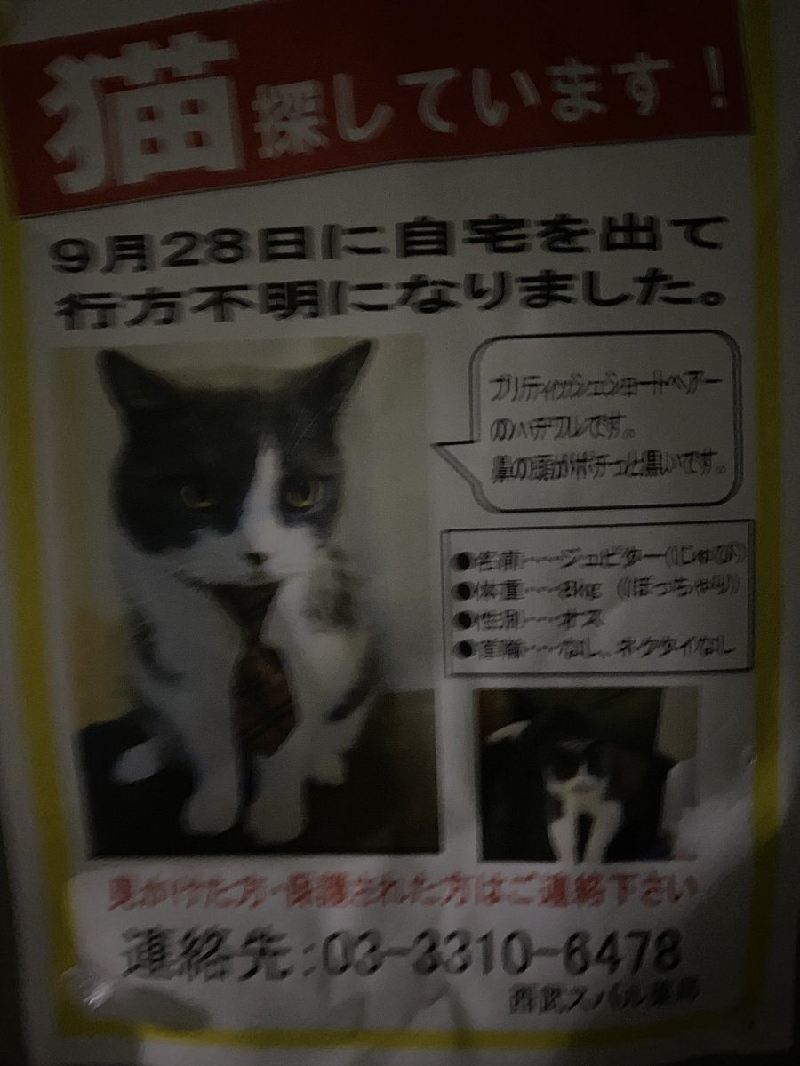 ねこ Yqmexedfes7kxiv Twitter