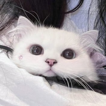 🐱💭 tweet media