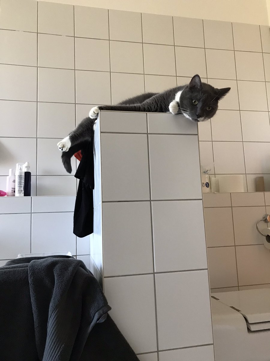 ScienceArtReach's tweet photo. It’s been busy, so I feel I deserve Sunday afternoon bath therapy. Which of course comes with feline supervision.
#AllWorkAndNoPlay #NotOnMyWatch #FeelingWatched #CatsOfTwitter https://t.co/2nQbNKMKbS
