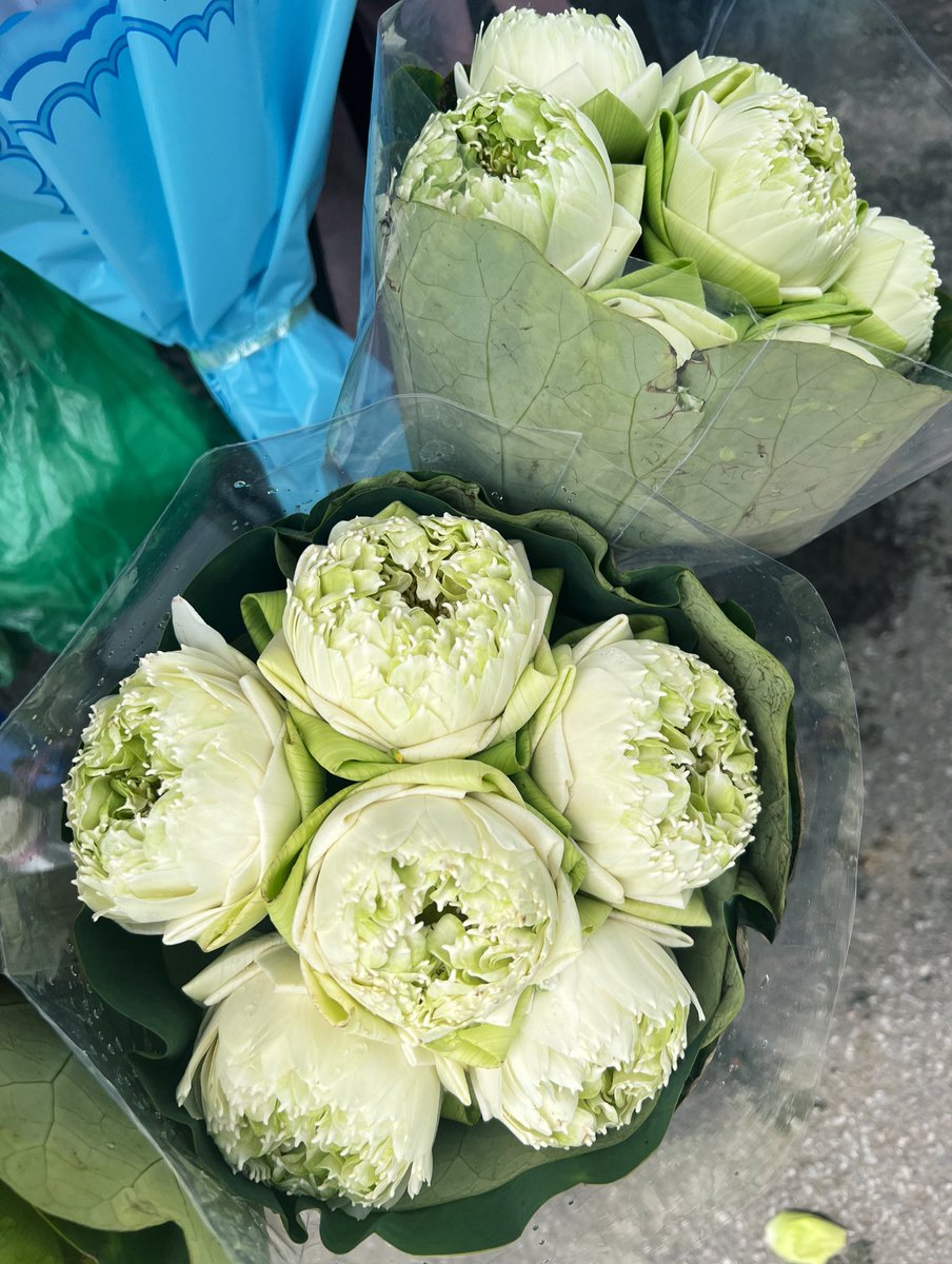 swakaze's tweet photo. Fresh beauty🌸有点后悔路过没有买一束 想着回家的时候再买结果回家的路没有花 https://t.co/8IhmOwDHau