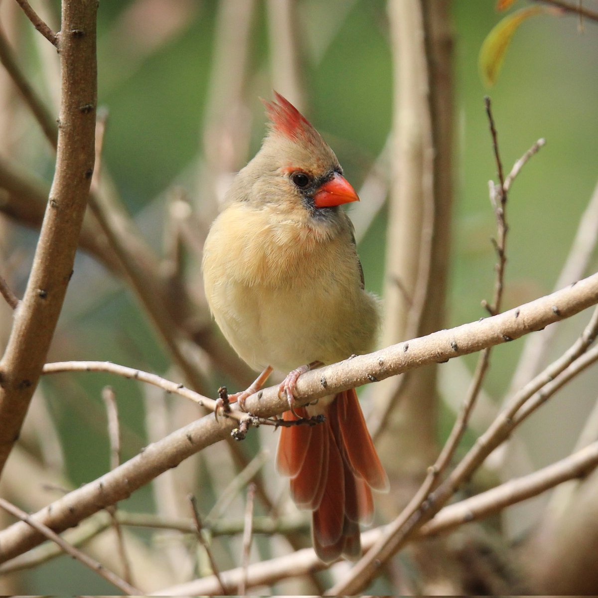 I adore this female cardinal's perfectly fanned tail... she is a beauty!
#femalecardinal #cardinals #femalecardinals #cardinal #ohiobirding #ohiobirder #birder #birdphoto #birdlife #birdworld #birdwatchers_daily #birdplanet