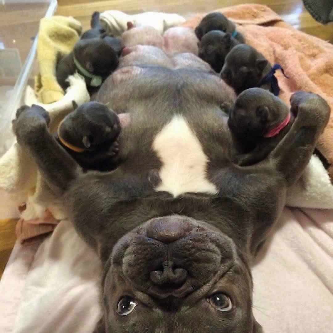 🍼 Milk bar is open😍

Love or not??

#frenchbulldog #frenchbulldogs