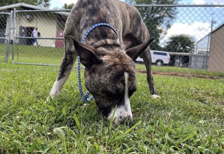 LolaPatolla's tweet image. Not a single inquiry yet for Moonshine 😢 
Beautiful brindle boy…would make a great companion &amp;amp; sidekick. Finishing hw Tx this month, he will be healthy and ready for someone to love him. 
US transport available.
Pals, please retweet to help Moonshine find his person. #adopt