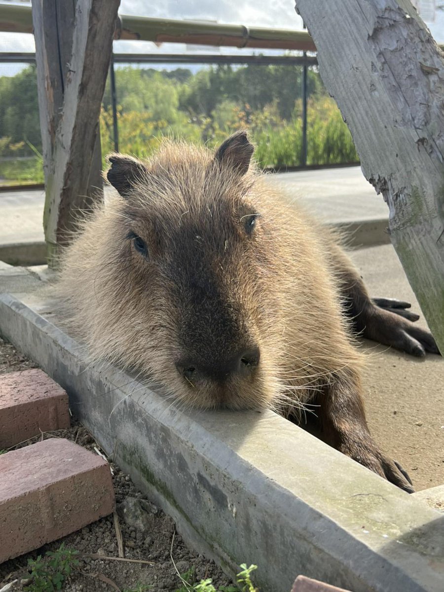 おはようございます☀️

涼しくなってくると布団から出るのが辛いですね！

先日、ウトウトしていたみいちゃんをパシャリ📸

太陽に当たってとっても気持ちよさそう🥰

本日もハーベストでお待ちしております♪

#カピバラ #写真 #ハーベストの丘 #動物 #動物好きと繋がりたい