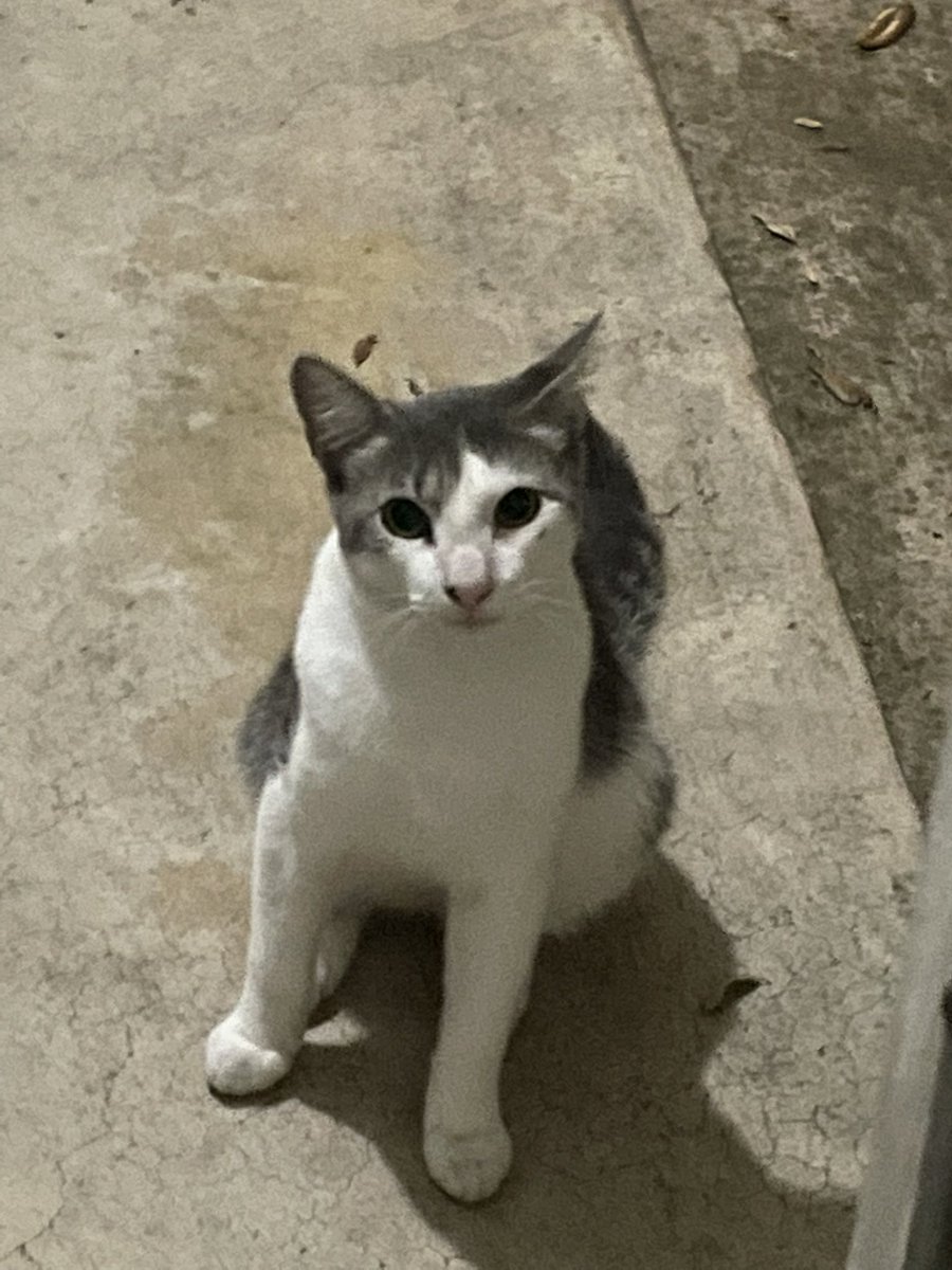 hburchhh's tweet photo. @errythingbussin thank you 🥺🥺 he’s so sweet and is shy at first, but so sweet now. this is him! i’ve been calling him mickey or sweet/pretty boy ♡ https://t.co/uJT6NaVMgd
