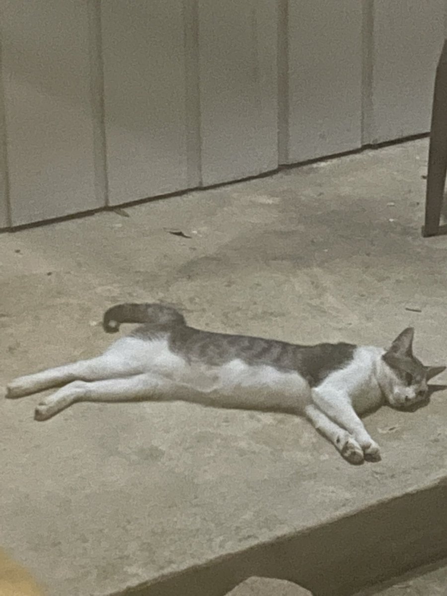 hburchhh's tweet photo. @errythingbussin thank you 🥺🥺 he’s so sweet and is shy at first, but so sweet now. this is him! i’ve been calling him mickey or sweet/pretty boy ♡ https://t.co/uJT6NaVMgd