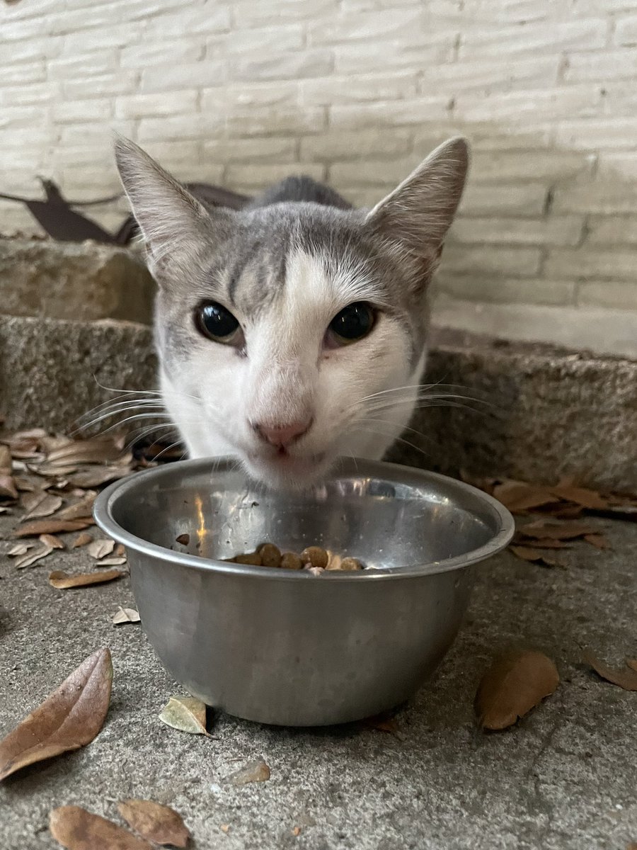hburchhh's tweet photo. @errythingbussin thank you 🥺🥺 he’s so sweet and is shy at first, but so sweet now. this is him! i’ve been calling him mickey or sweet/pretty boy ♡ https://t.co/uJT6NaVMgd