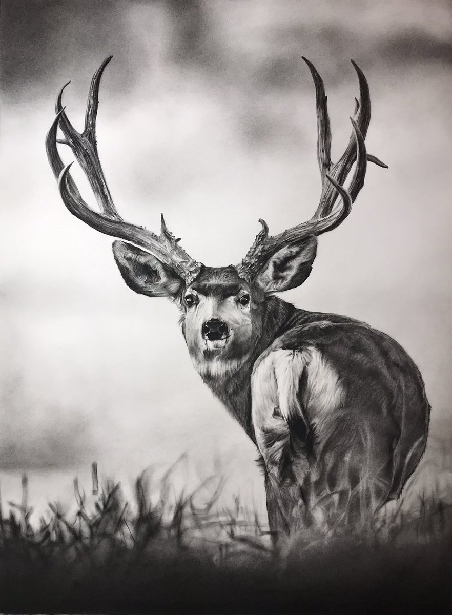 Here’s my latest drawing entitled “Vogue” based off the photography account of <a href="/creekbed/">creekbed</a> photography. It’s 18x24 completed with charcoal. Hope you like it! #muledeer #art #artistsontwitter #Montana