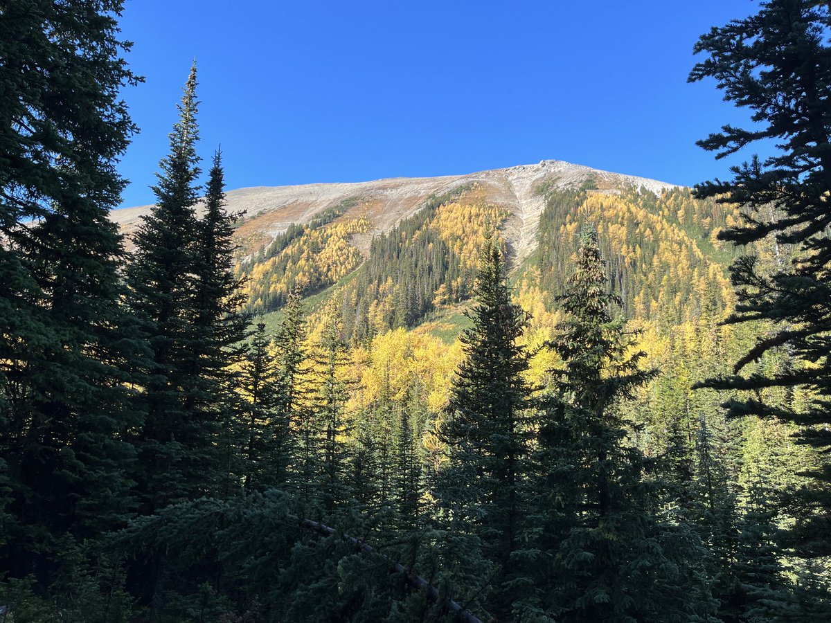 gert schrijver tweet media
