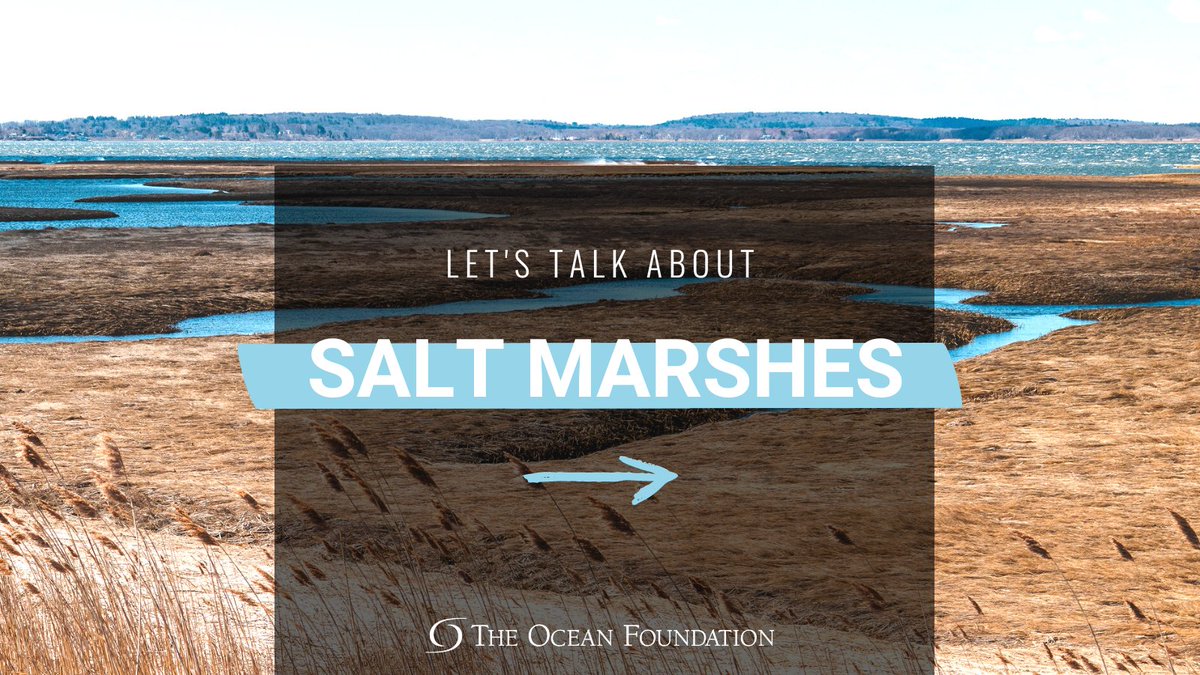 oceanfdn's tweet image. We are headed on another adventure next week and wanted to share a quick bite with you all about salt marshes. So follow along in the coming days to learn more as we discover a lesser-known but crucial coastal ecosystem. #ThisIsTOF #MakingWavesforClimate