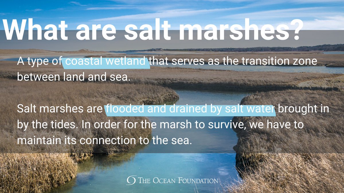 oceanfdn's tweet image. We are headed on another adventure next week and wanted to share a quick bite with you all about salt marshes. So follow along in the coming days to learn more as we discover a lesser-known but crucial coastal ecosystem. #ThisIsTOF #MakingWavesforClimate