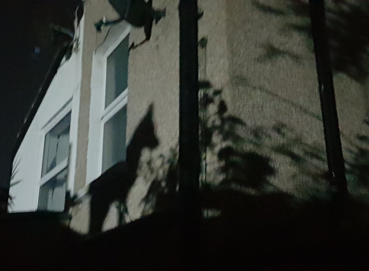 Nesquik1962's tweet photo. @ChrisGPackham Quite a lot. They visit every night. #FoxatNight #Fox https://t.co/O2qjZEfBX7