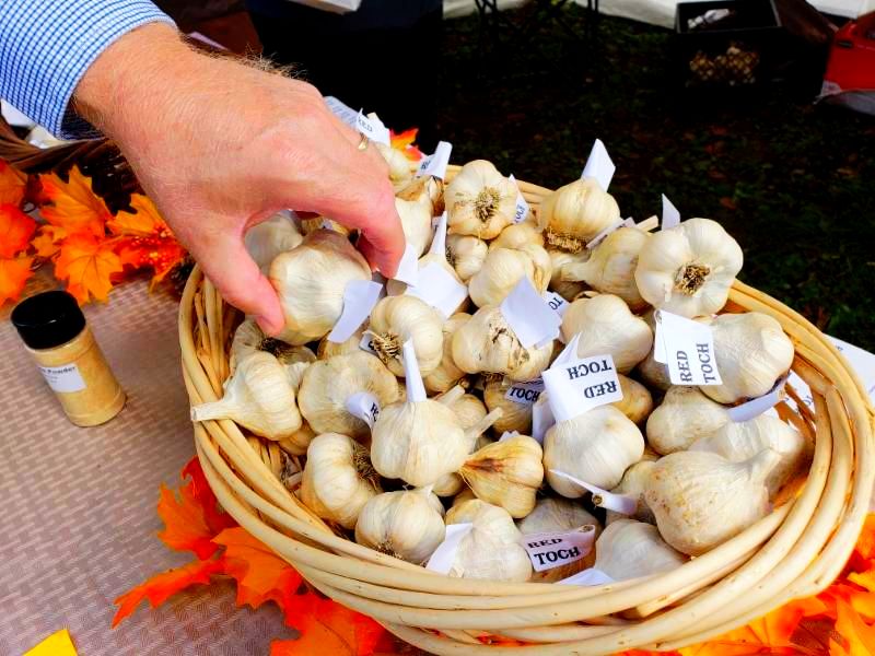 RebecWinery's tweet photo. One Week to go!  😀 The 30th Va. Wine &amp; Garlic Festival ! 

Oct. 8th &amp; 9th, 10 am-5pm

   Get Ready for Wine Tastings, Buy &amp; Eat GARLICY foods., Visit Unique Artisans , Kids Area With MAGIC SHOW , PETTING ZOO🦙.. &amp; More!      

  LIVE MUSIC ALL DAY- 4 STAGES!  🎸🕺🏽 https://t.co/qeuaUA9oCv