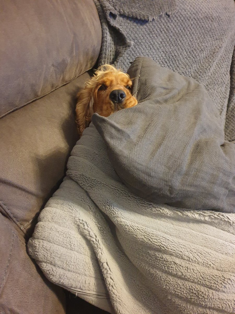 buby_moo's tweet photo. She thinks I cant see her 
But I can lol 😆 
#spanieldog #spaniellife #dogsoftwitter #dogslife https://t.co/aqIHnycUz9