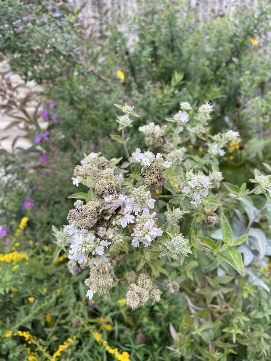On a cold and windy fall day it’s delightful to see bumble bees sleepily nectaring and resting in our gardens! Great food &amp; shelter