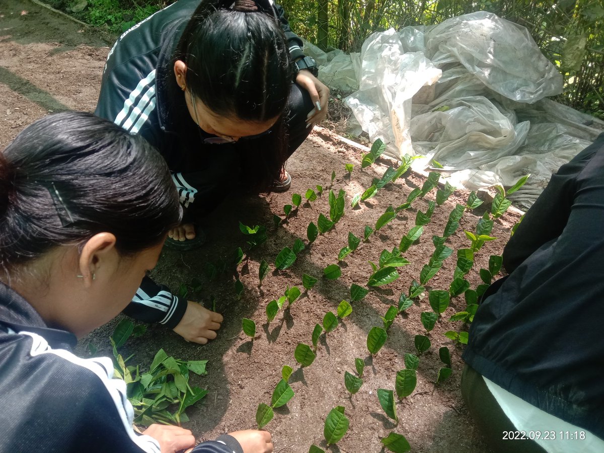 KrisiLPjoshi's tweet photo. OJT Students planting Tea cuttings at Pakhribas Dhankuta https://t.co/yCJu1sc2W3