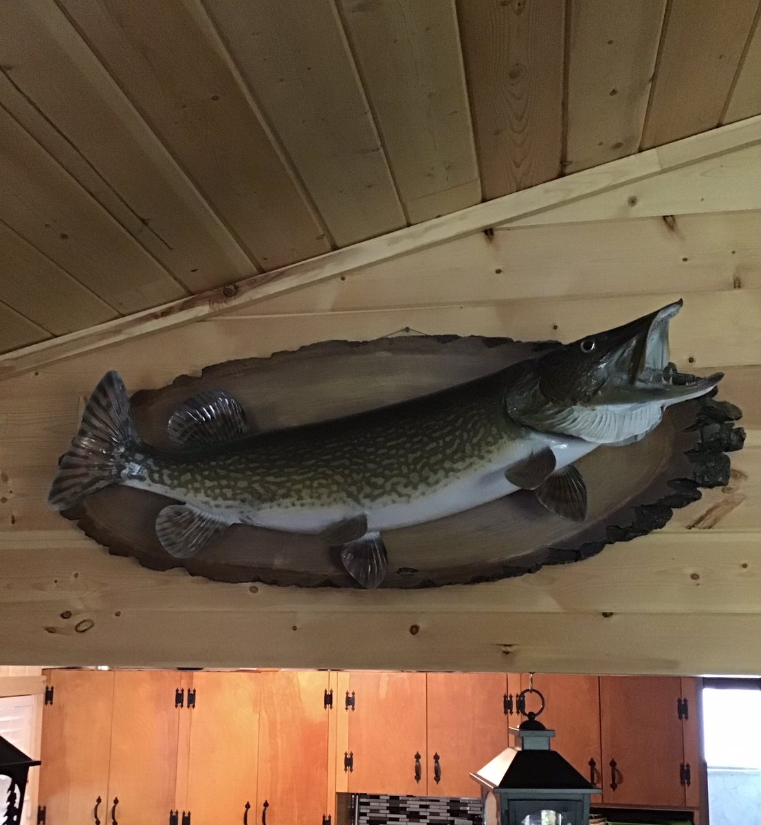 fishergirl39's tweet photo. I hung up my dad’s old #fishing scale at the cabin. That scale has seen &amp; weighed many a #fish in it’s time. Dad was with me when I caught my 1st #MasterAngler #pike. He made sure to get it mounted for me &amp; my love of #fishing began #thankyoudad❤️ https://t.co/xNDNNMFrbS