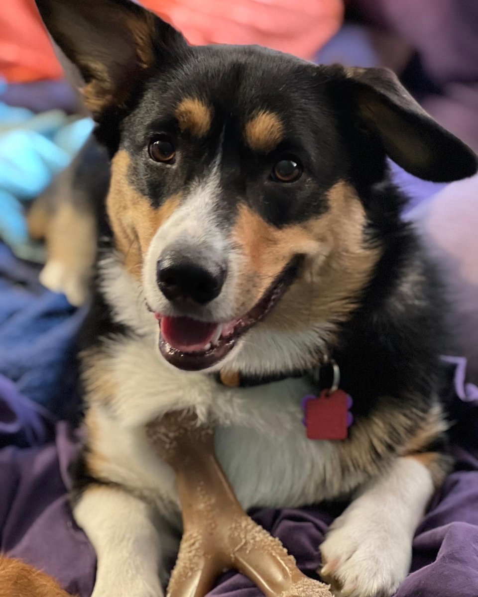 QBeast9922's tweet image. Dogs have a way of finding the people who need them &amp;amp; filling an emptiness we didn’t even know we had… 🐶🐶💚💜
🦋🔥💪🏾🌱 
#DogsAreAwesomeness #CorgisRuleTheWorld #LexiAndLoganSayHelloHoomans #PembrokeWelshCorgis #OwnYourLife