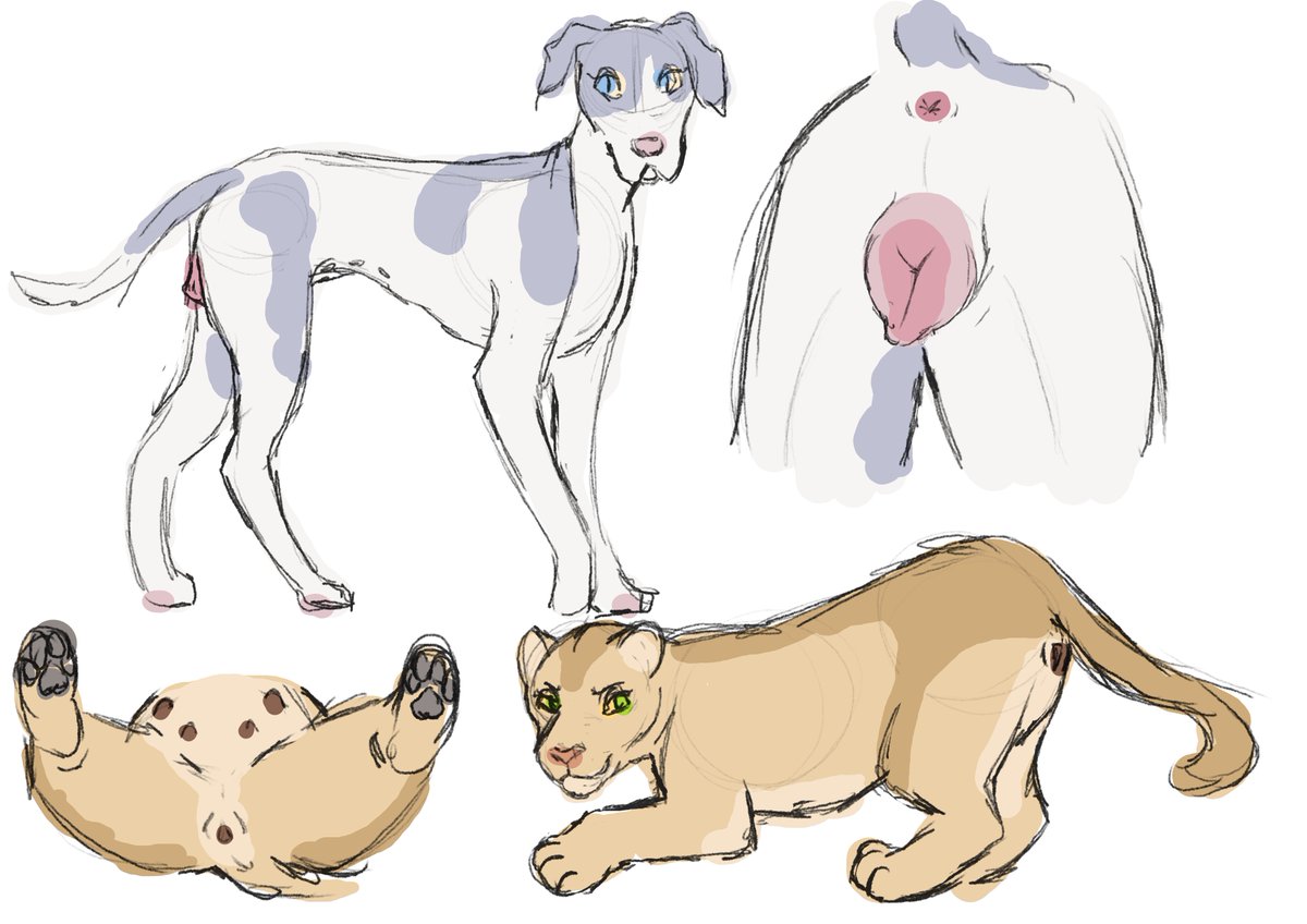 lil feral study while i drink my morning coffee. two of my fav species ;) great dane and lioness